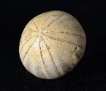 Holectypus depressus (LESKE 1778) - Bild © FossNet FossilienStore